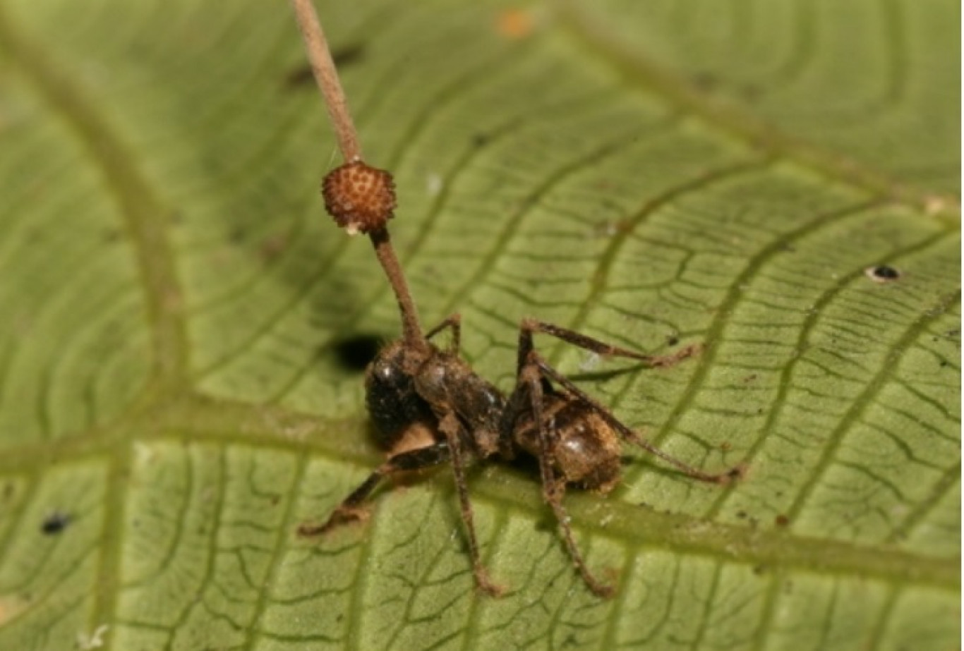 hangyák és paraziták vazomotoros rhinitis rossz lehelet