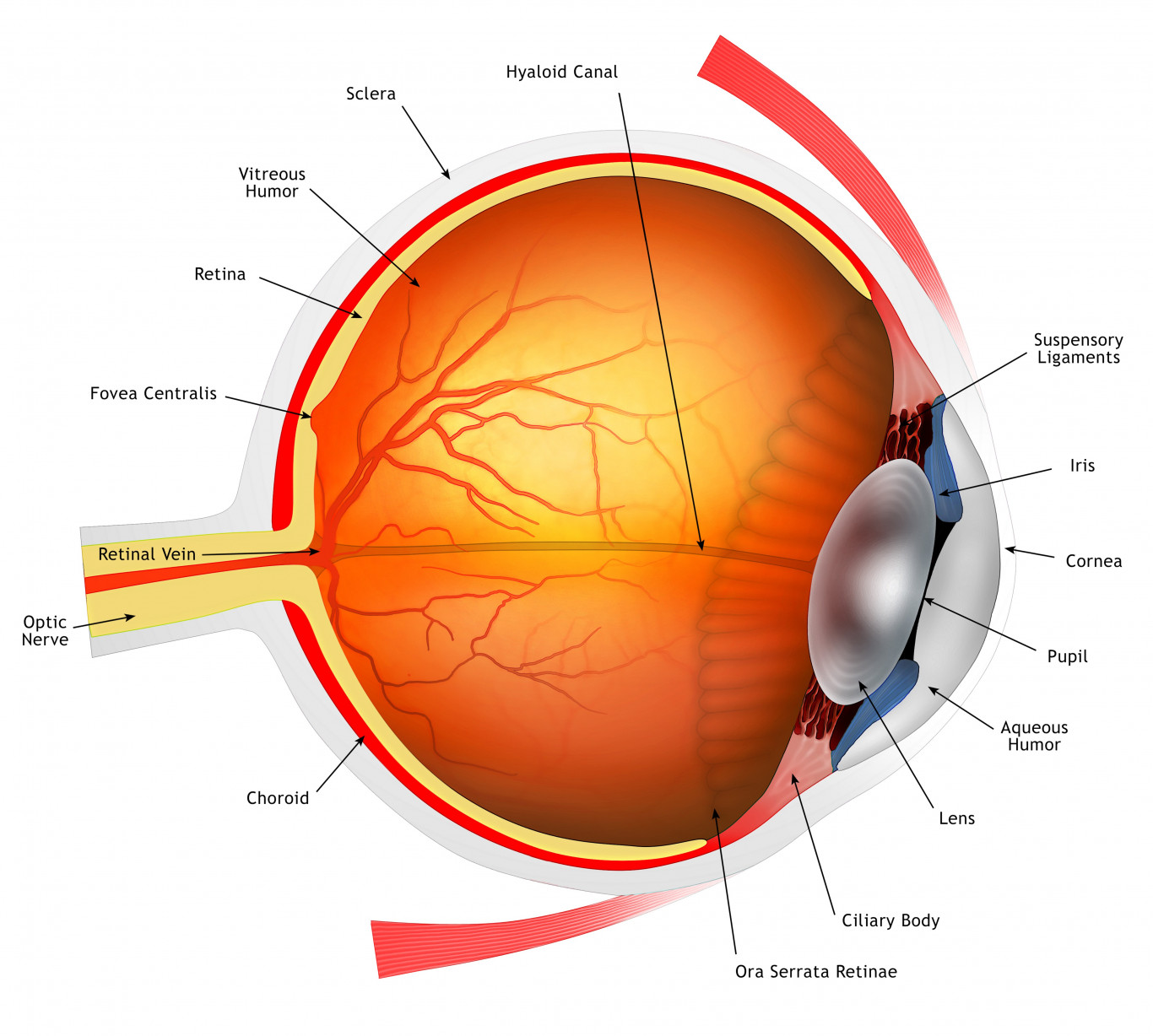 a látás fizikai helyreállítása látás 75 hogyan kell kezelni