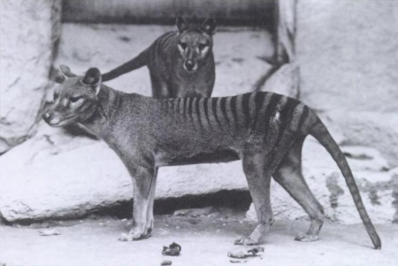 The remains of the last known Tasmanian tiger were found in a closet after 85 years