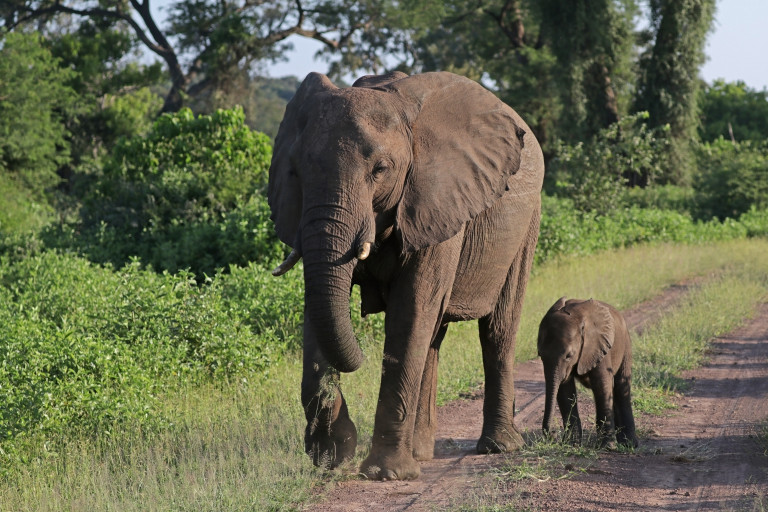 miért rossz az elefántok látása