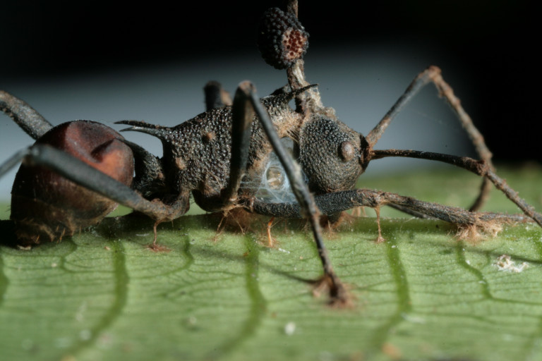 Így nyírják ki a hangyákat a parazita darazsak