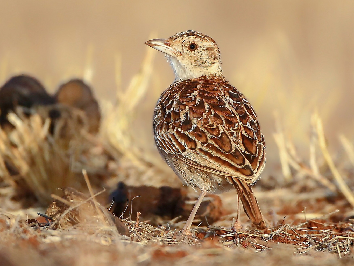 Una de cada ocho especies de aves en la Tierra está en peligro de extinción
